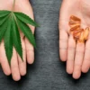 2 hands offering either a marijuana leaf or clear pills